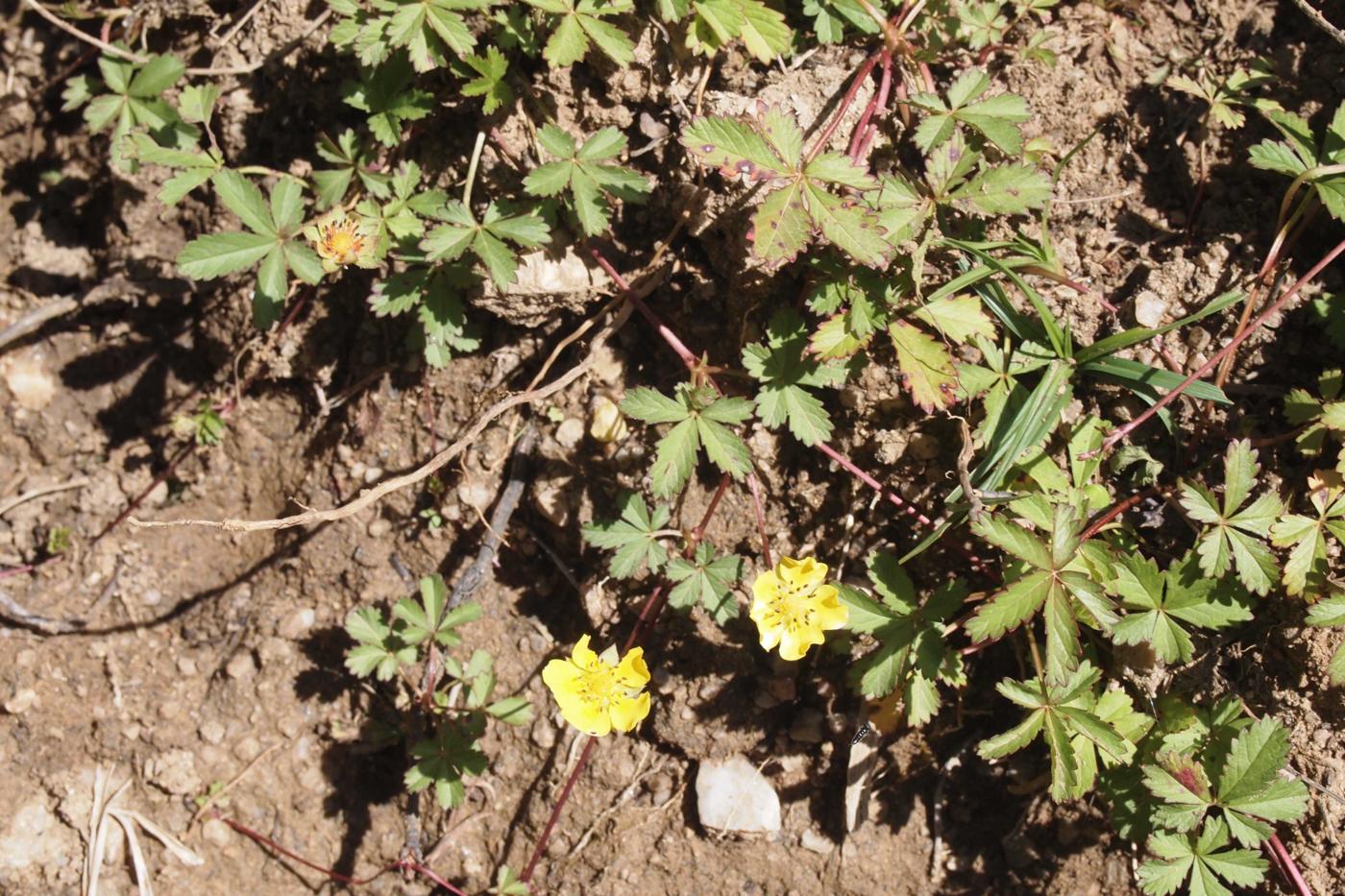 Cinqfoil, Creeping plant